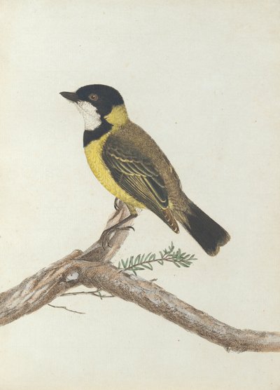 Black Crown Thrush. Lewin, John. Birds of New South Wales with Their Natural History. Sydney- G. Howe by John William Lewin